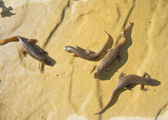 Lissotriton schmidtleri