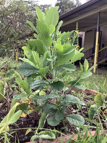 Crotalaria spectabilis observed 2023-09-19
