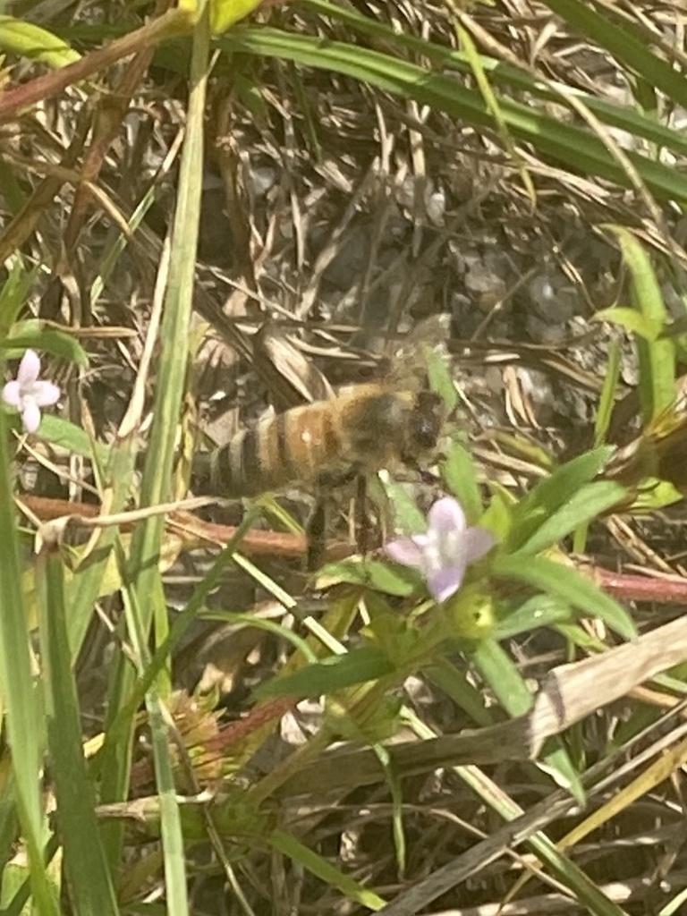 Western Honey Bee from S Jones St, Pembroke, NC, US on September 14 ...