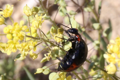 Lytta sublaevis