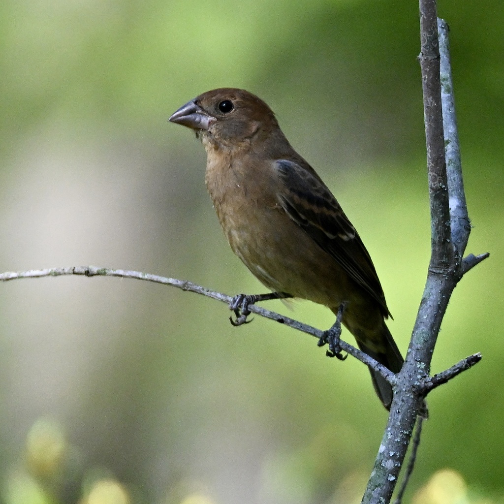blue-grosbeak-from-3701-lockheed-blvd-alexandria-va-22306-on