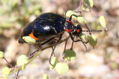Lytta sublaevis
