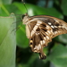 Papilio constantinus - Photo (c) Felix Riegel, algunos derechos reservados (CC BY-NC)