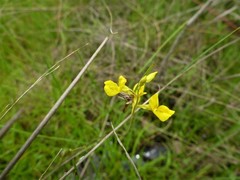 Utricularia odorata