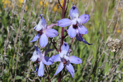 Delphinium recurvatum