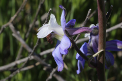 Delphinium recurvatum