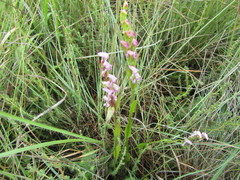 Disperis tysonii