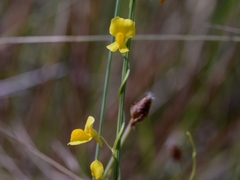Utricularia involvens