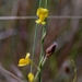 Utricularia involvens - Photo (c) Zig Madycki,  זכויות יוצרים חלקיות (CC BY-NC-ND), הועלה על ידי Zig Madycki