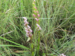Disperis tysonii