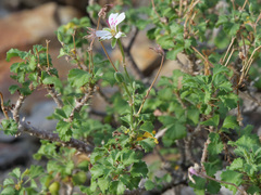 Pelargonium xerophyton