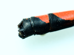 Nososticta impercepta