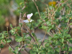 Pelargonium xerophyton