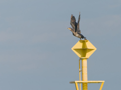Phalacrocorax carbo image