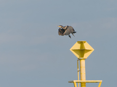 Phalacrocorax carbo image