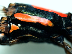 Nososticta impercepta