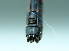 Nososticta impercepta