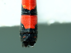 Nososticta impercepta
