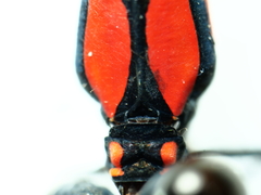 Nososticta impercepta