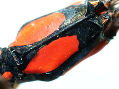 Nososticta impercepta