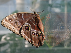 Morpho helenor peleides