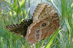 Morpho helenor peleides