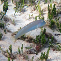 Knife Razorfish photo 4