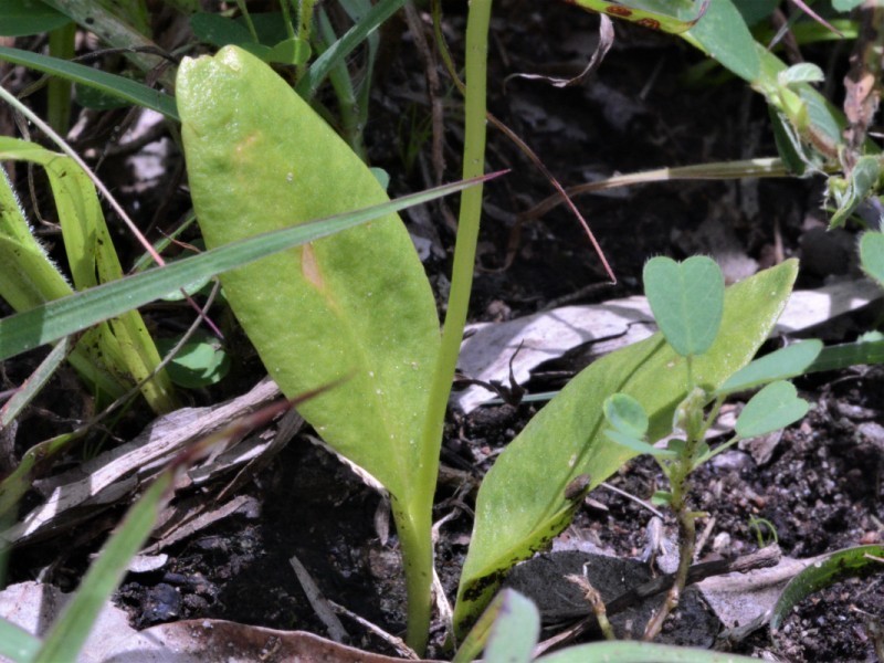 Ophioglossum gramineum