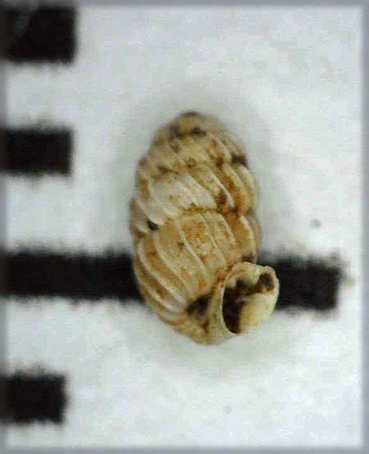 Lyropupa observed 2002-12-30
