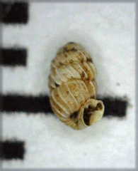 Lyropupa thaumasia