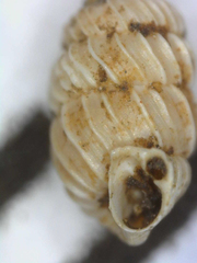 Lyropupa thaumasia
