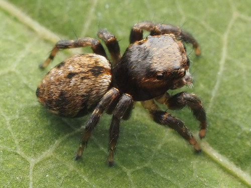 Hoy's Jumping Spider