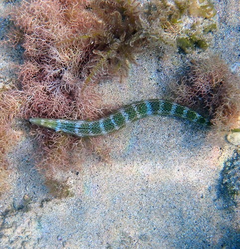 カマスベラ