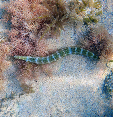 カマスベラ