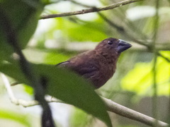 Cyanoloxia cyanoides