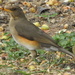 African Thrush - Photo (c) Mike Plagens, some rights reserved (CC BY-NC), uploaded by Mike Plagens