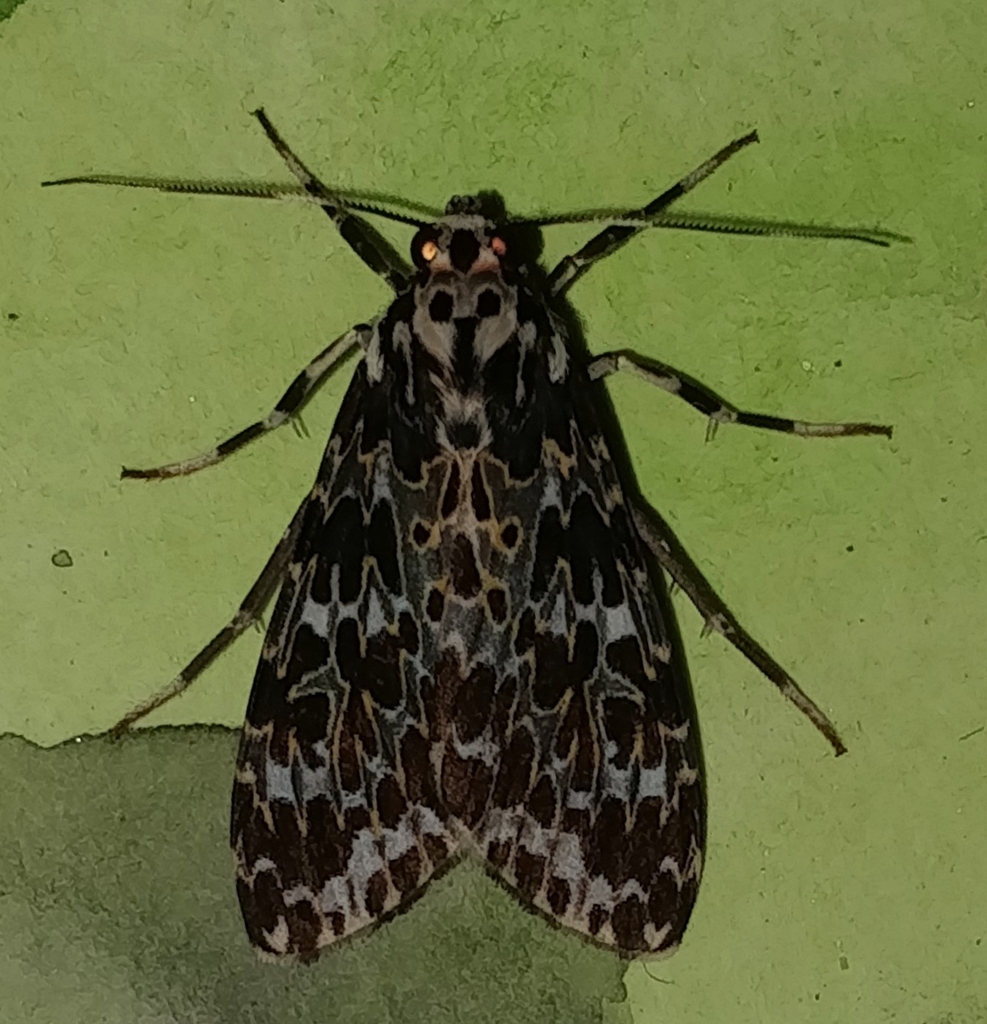 Eucereon leria