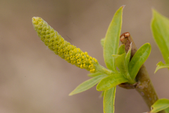 Salix triandra