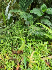 Philodendron verrucosum image
