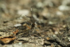 Glabridorsum stokesii