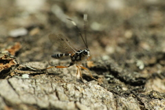 Glabridorsum stokesii