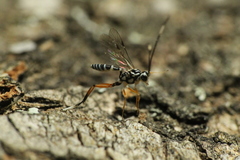 Glabridorsum stokesii