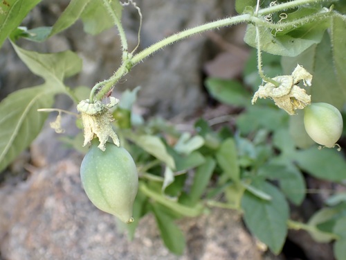 Image of Passiflora bryonioides by (c) Sue Carnahan, some rights reserved (CC BY)