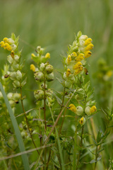 Rhinanthus serotinus aestivalis
