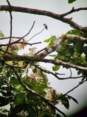Lophornis delattrei image