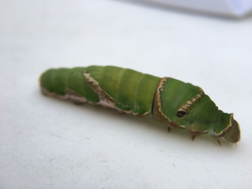 Common Mormon Swallowtail, photo 7 of 8