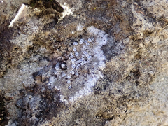 Solenospora
