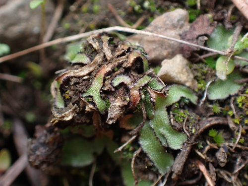Image of Mannia fragrans by no rights reserved