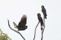 Zanda funerea whiteae