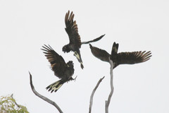 Zanda funerea whiteae